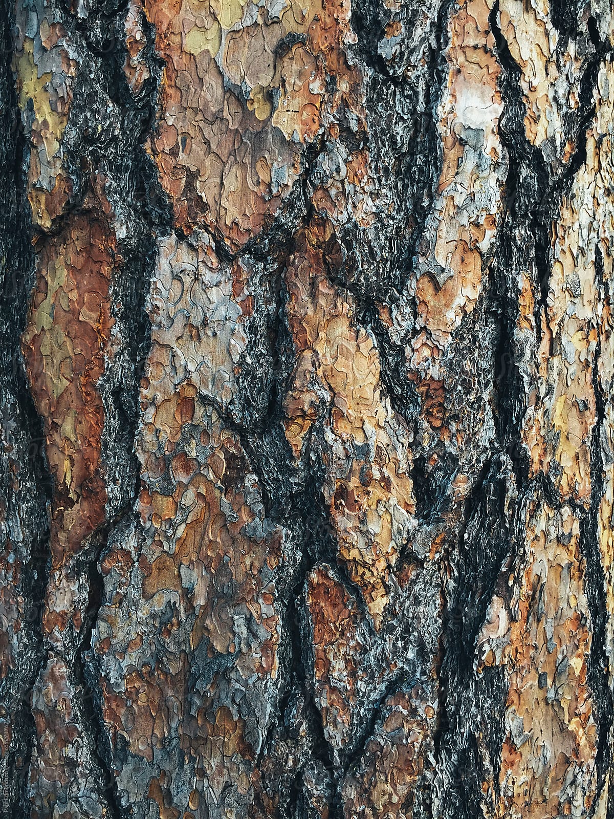 Close up of bark from Ponderosa pine tree