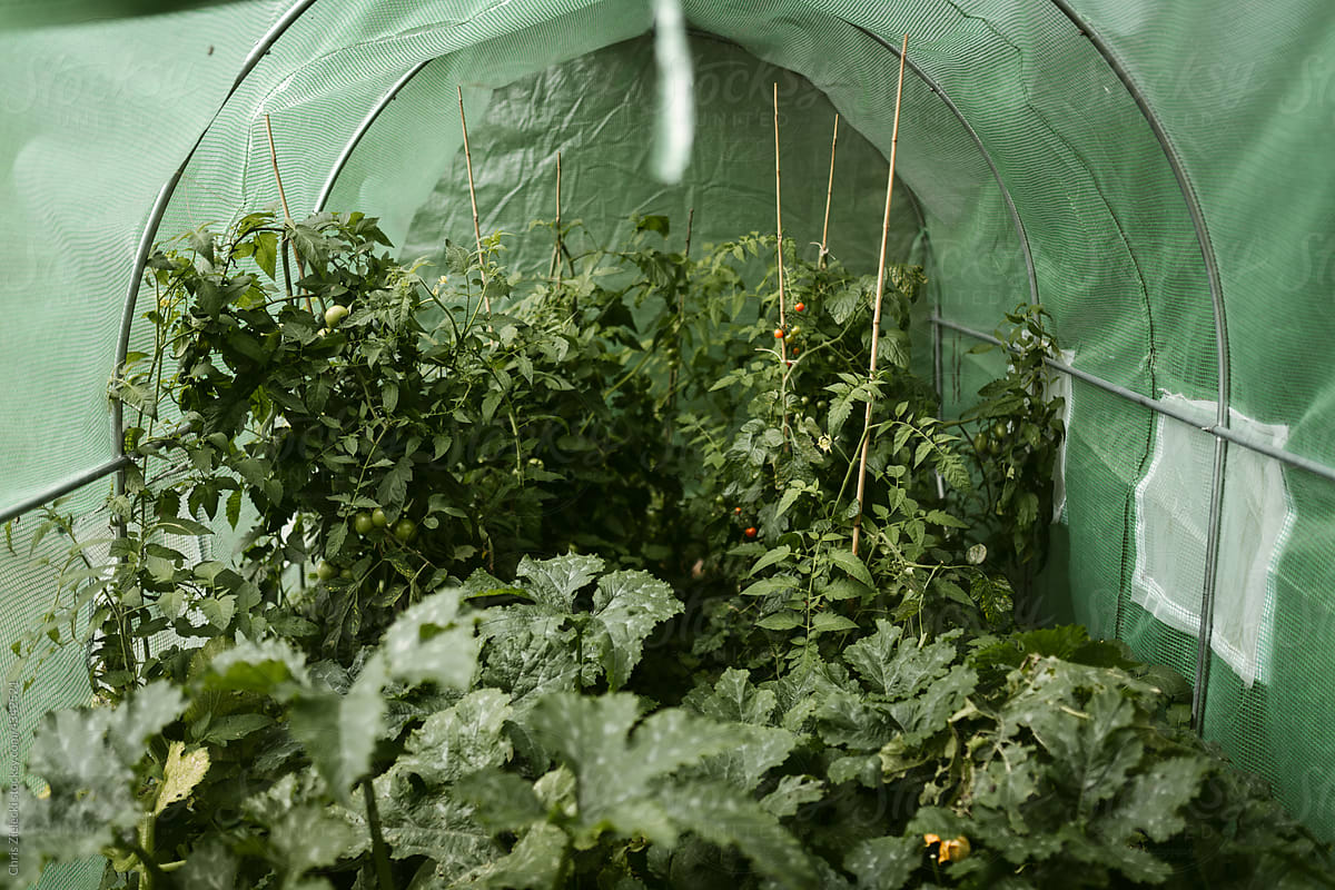 Hothouse with seedling of tomatoes and zucchini