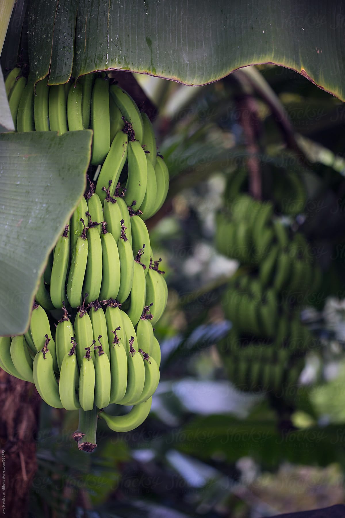 Two bunches of green bananas growing on their trees