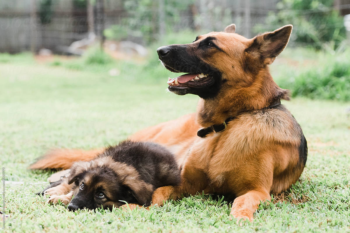 Young and adult German shepherds