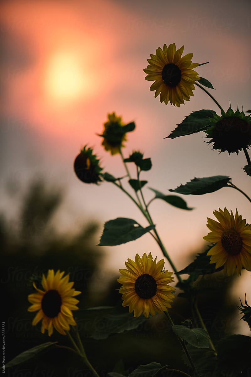 Sunflowers in a Fire Sunset
