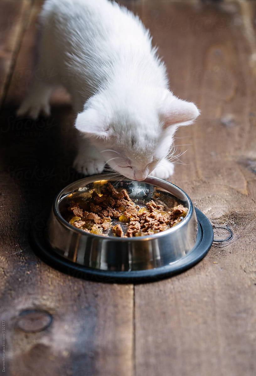 Kitten eating food.
