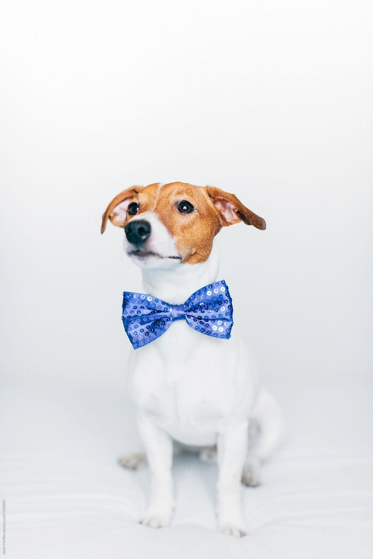 Jack Russell with bow tie