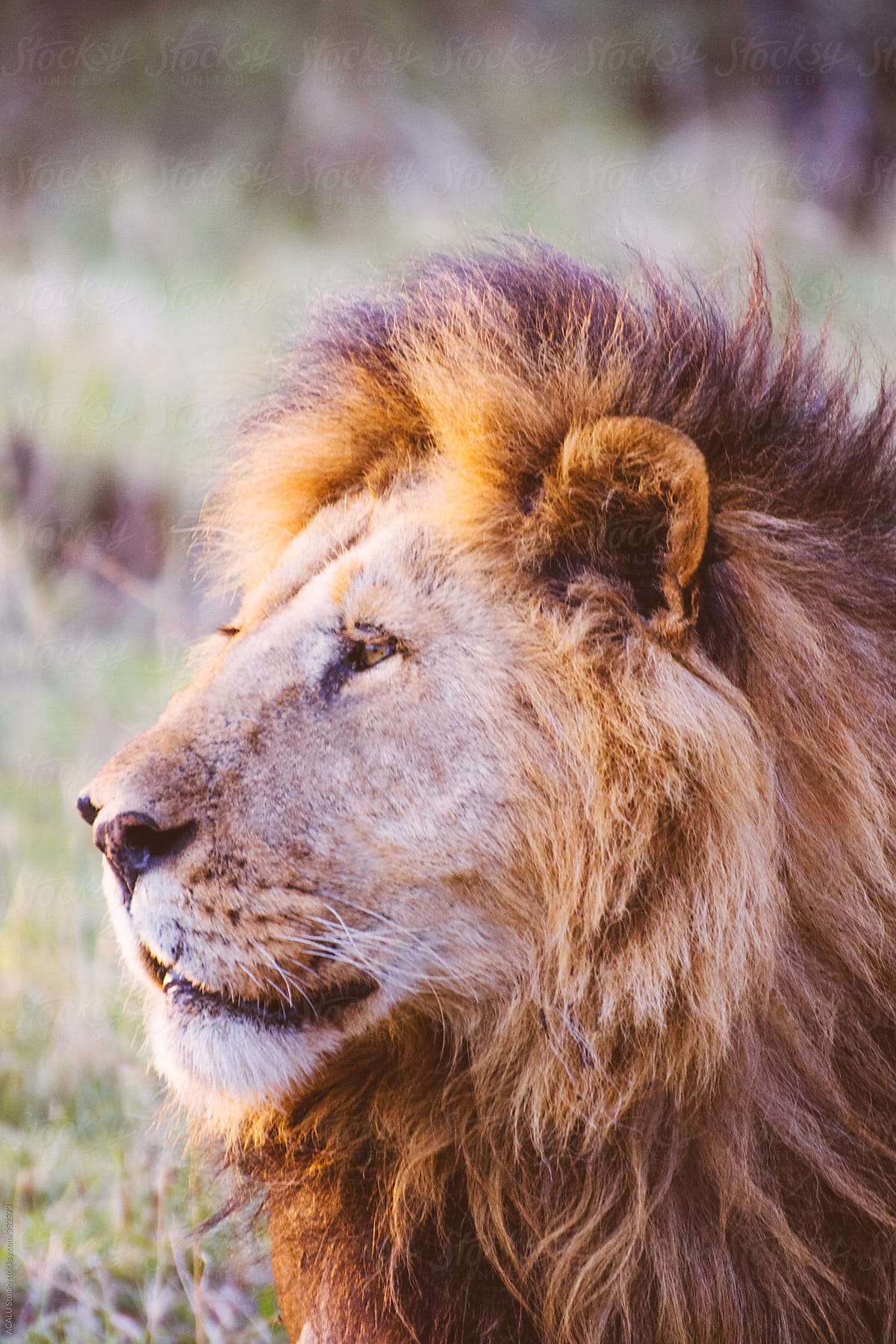 Lion King profile