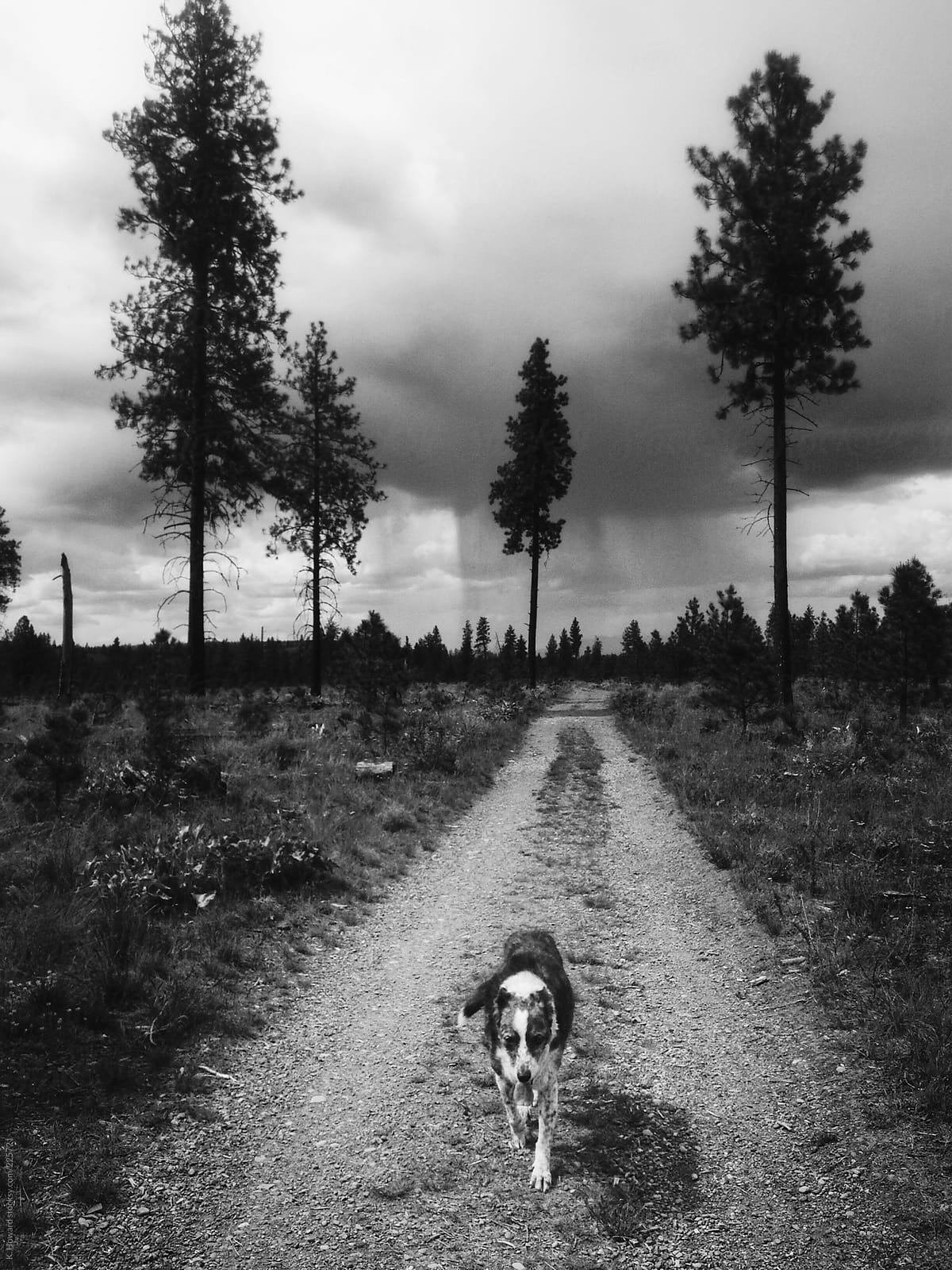 Dog on a Path.