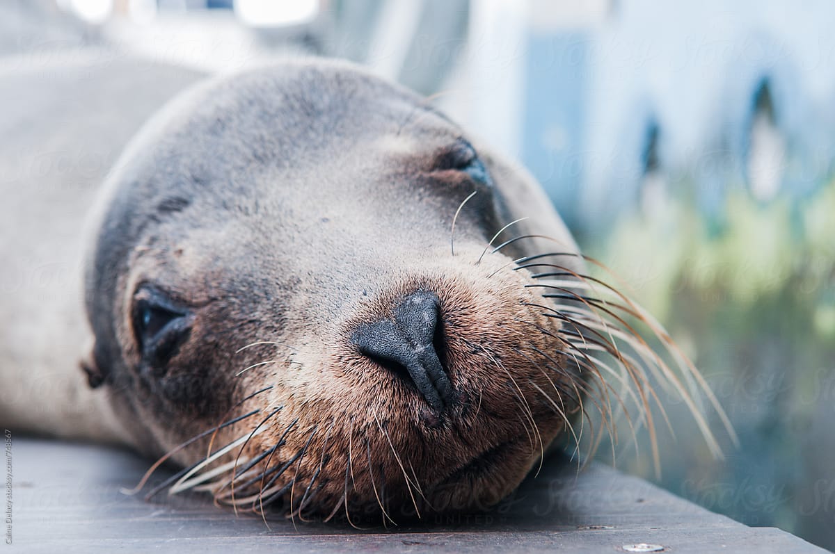 Galapagos fur seal resting on dock- close up