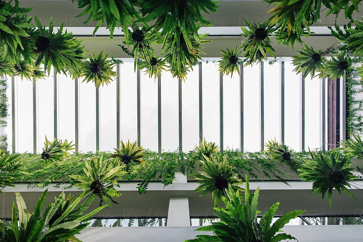 Vertical Garden - Green Tropical Plants Hanging in Bright White Building