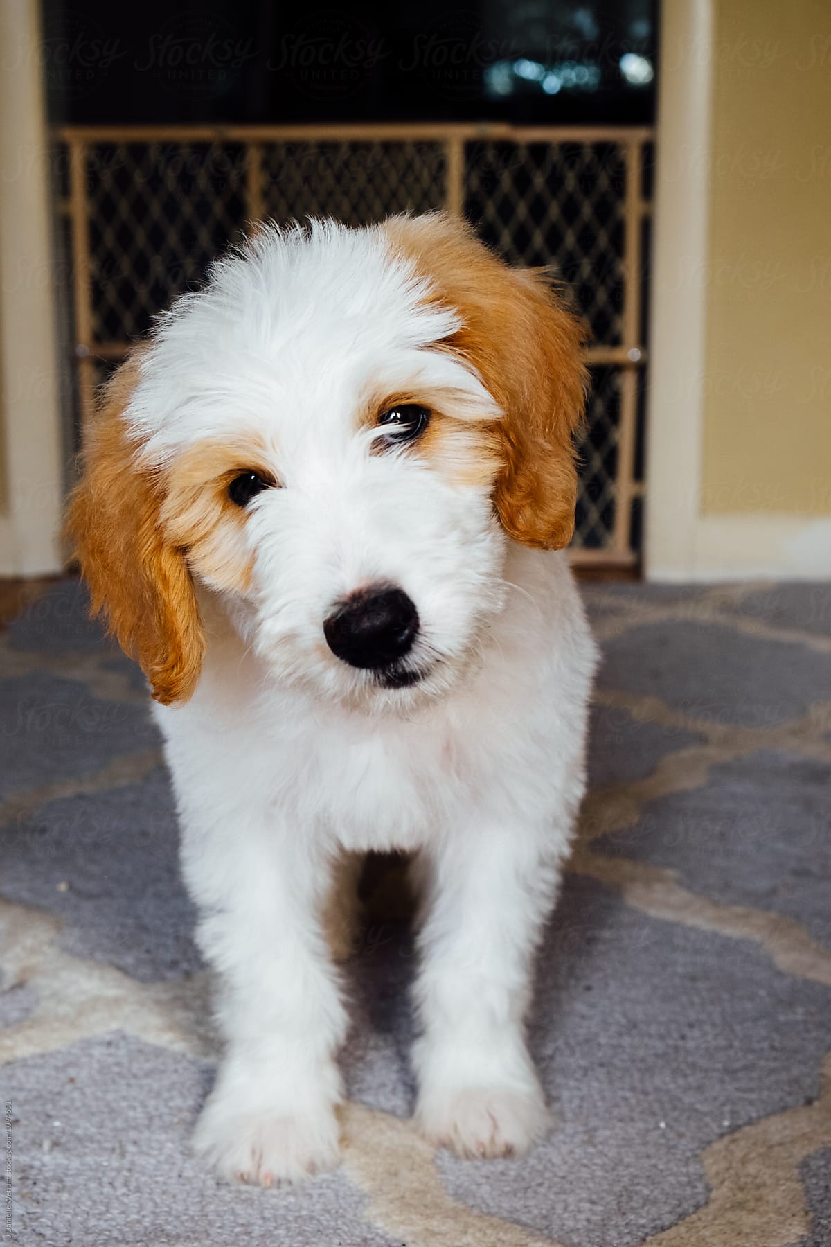 A White and Brown Golden Doodle Puppy sitting on carpet in front of baby gate