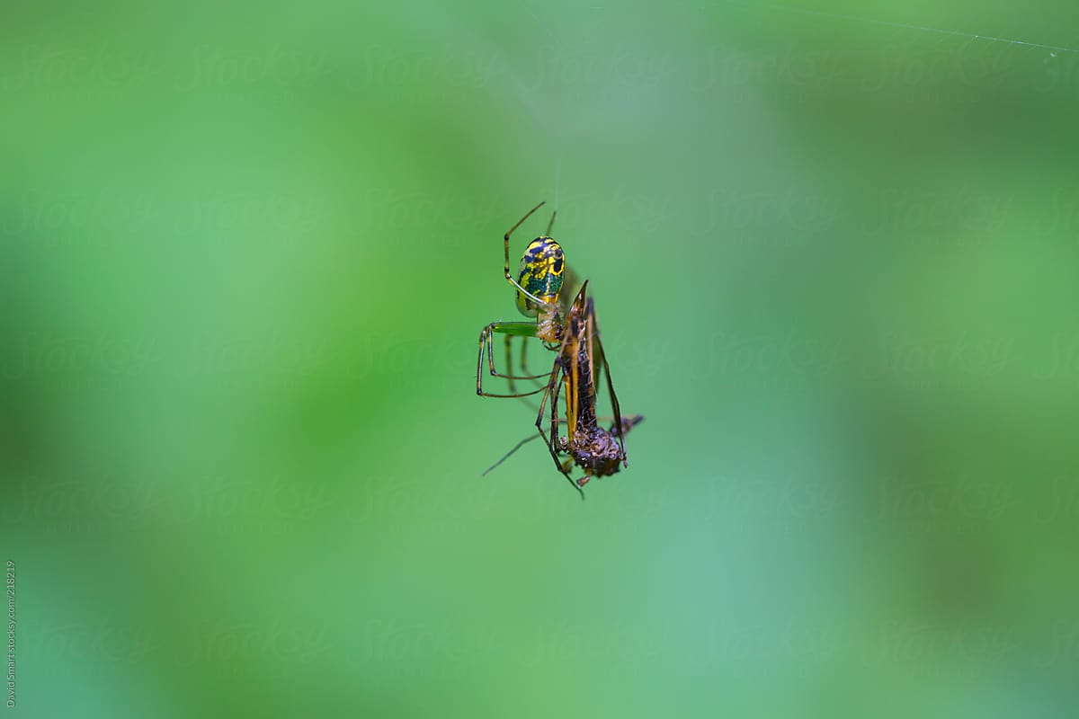 Spider feeding on an insect that\'s trapped in a web