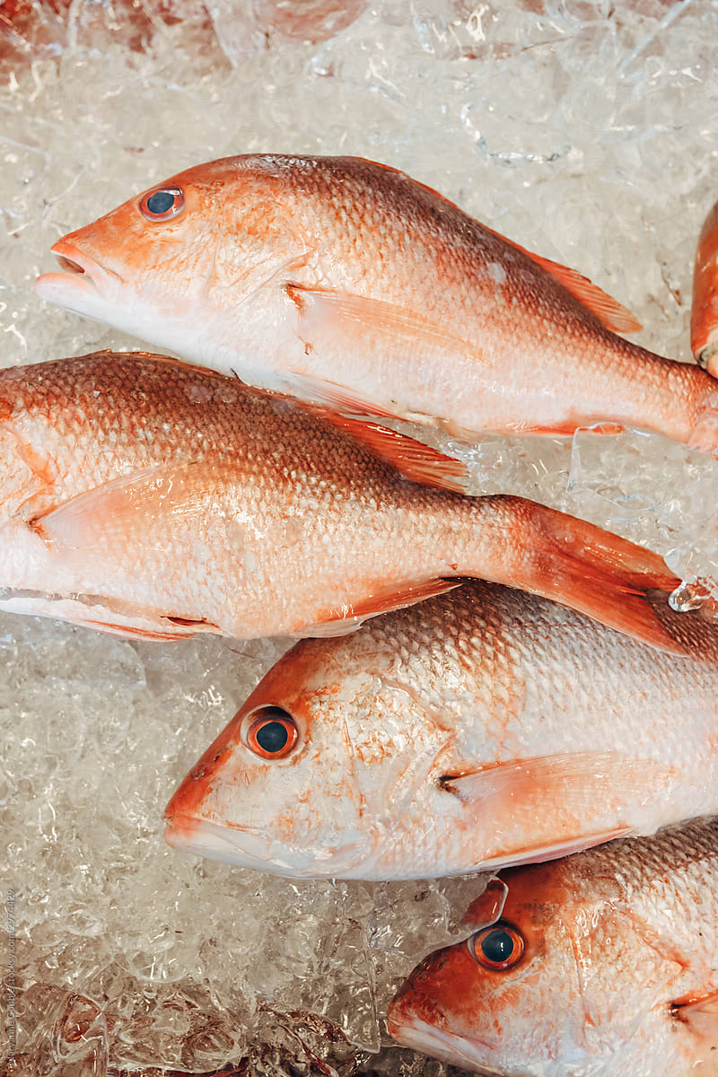 Red Snapper at the Fish Market