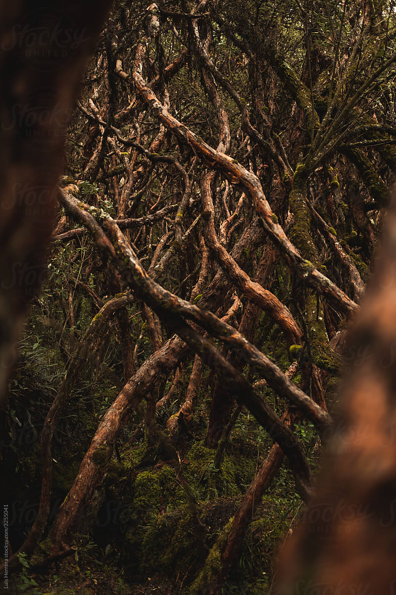 A mysterious forest full of twisted branches