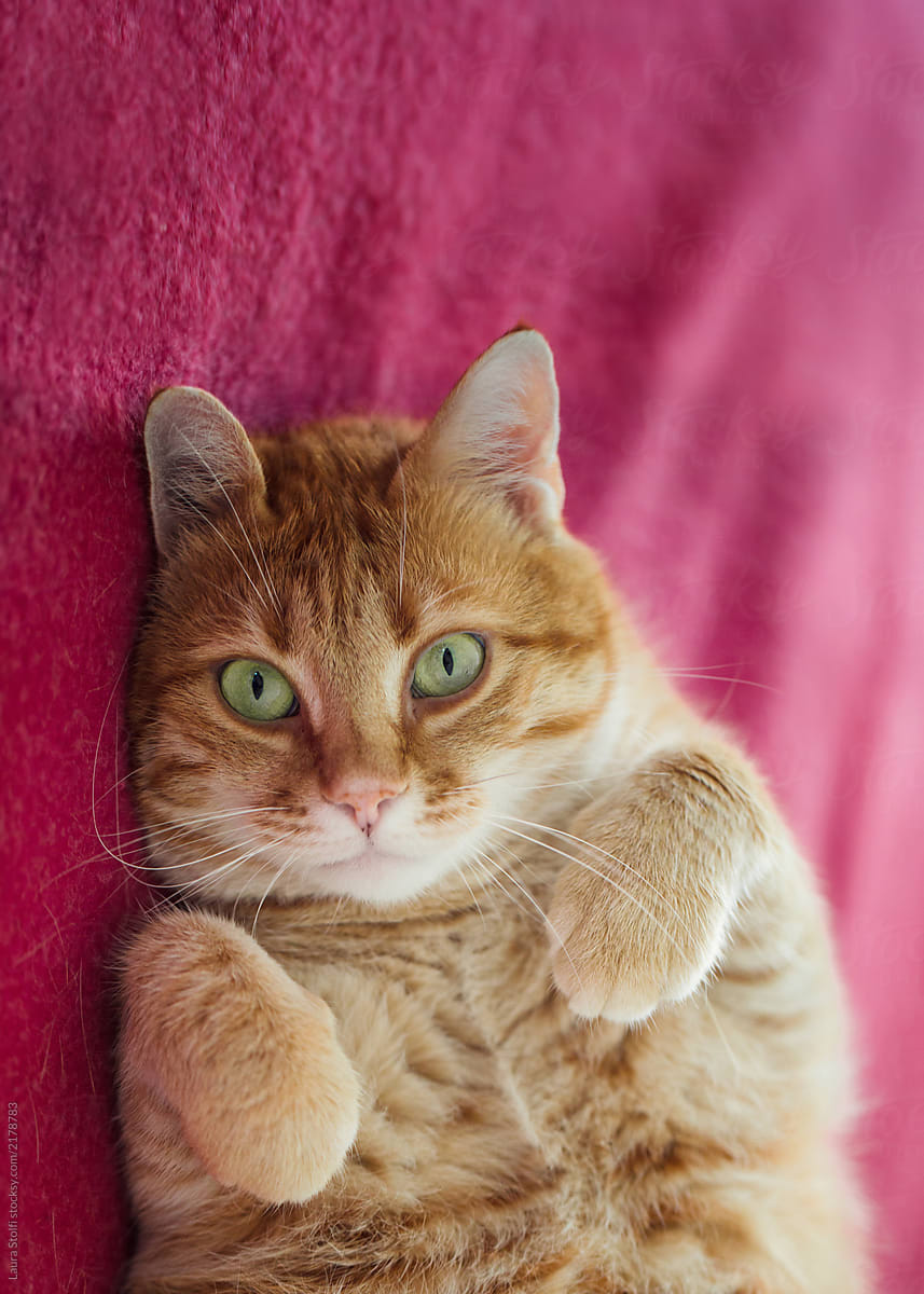 Big orange cat laying on his back on magenta blanket seen from above
