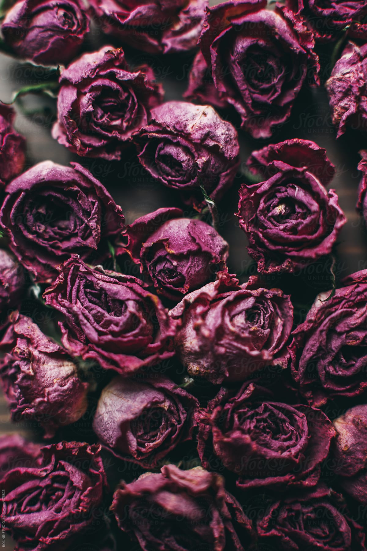 "Dried Roses On Wooden Background." by Stocksy Contributor "BONNINSTUDIO " - Stocksy