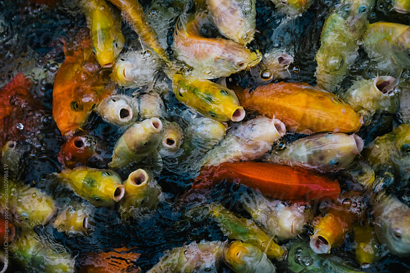 Swarm of Koi fish in different colors swimming in a big fish tank