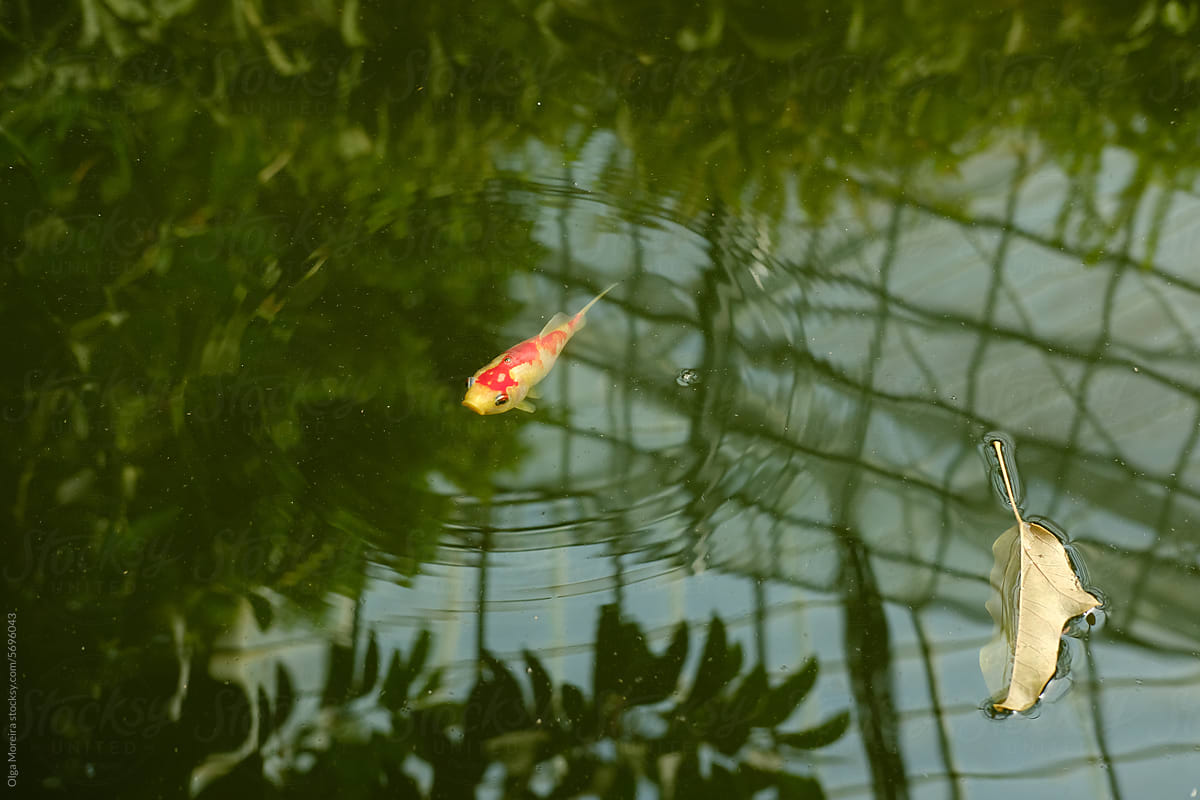 Fish and leaf in water