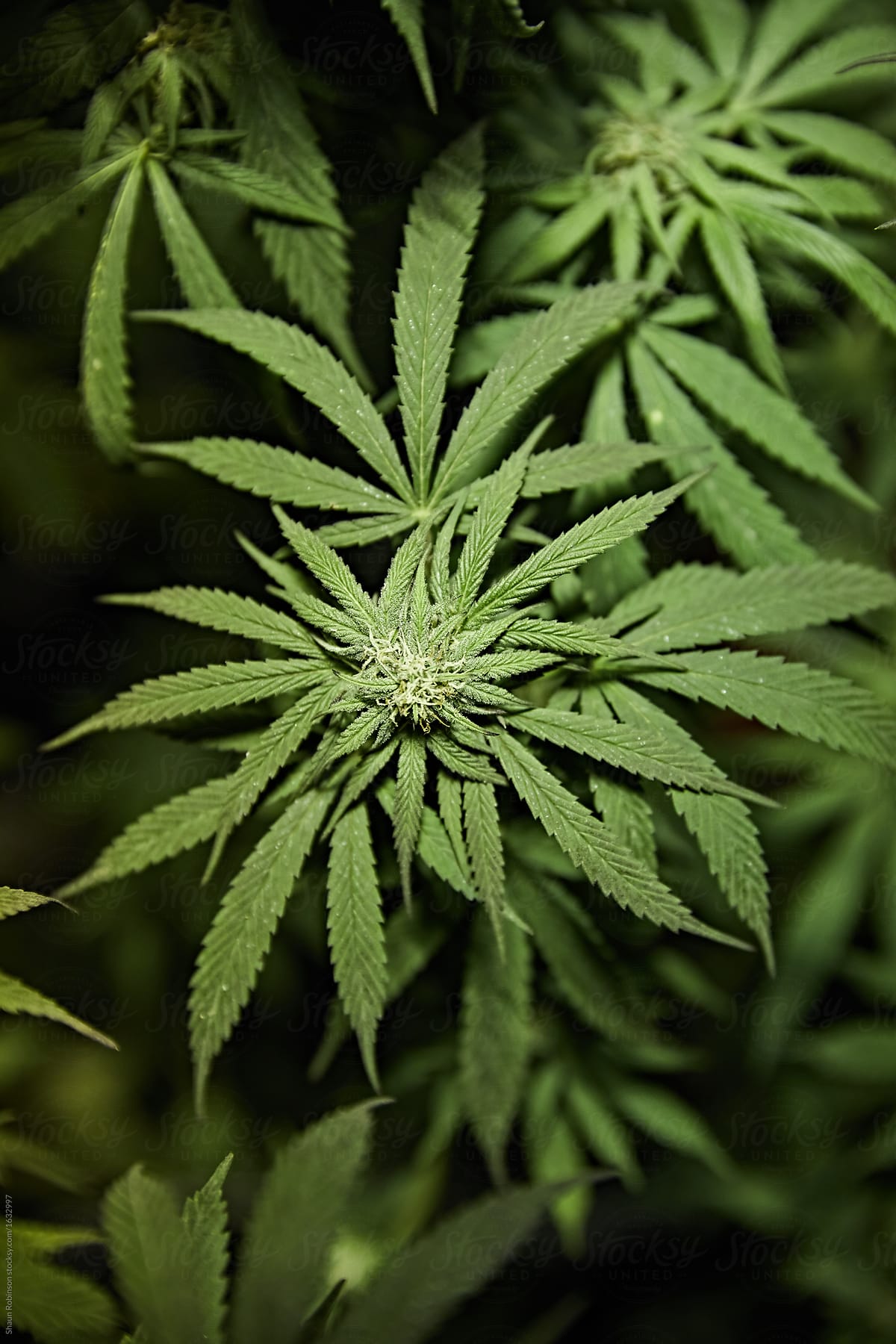 overhead photo of marijuana plant