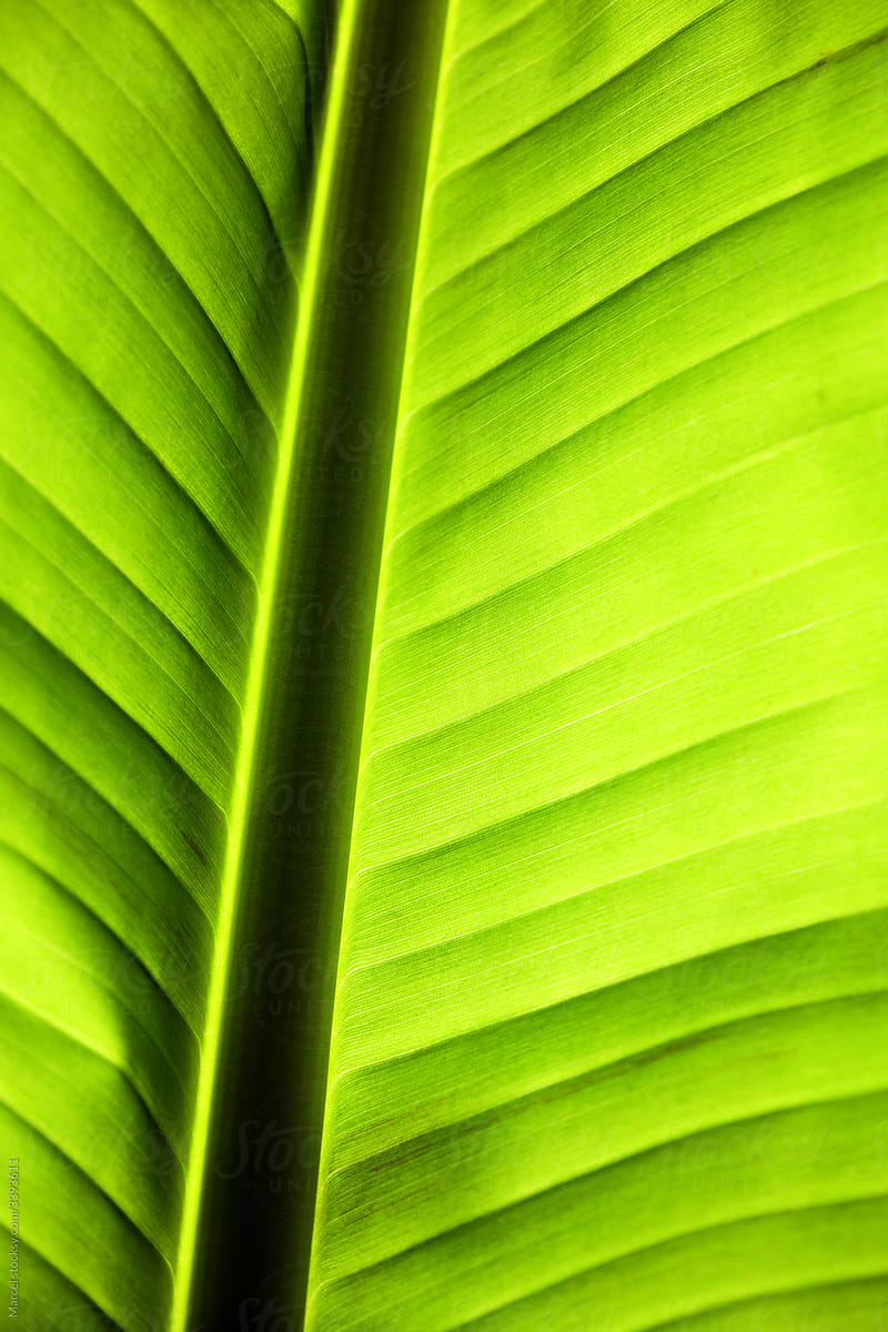 Green banana leaf, backlit.