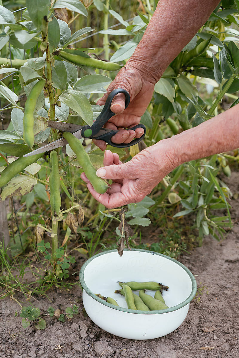 Harvesting fava beans