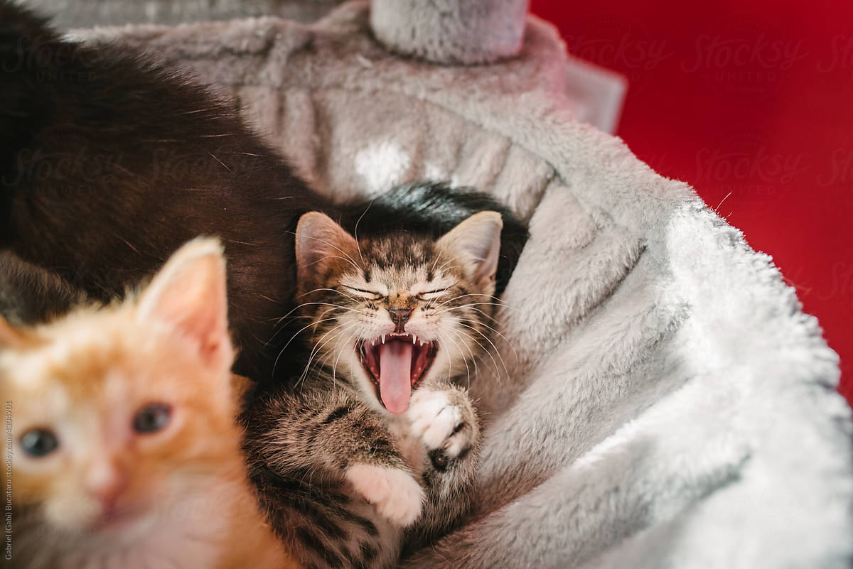 Sleepy kitten yawning