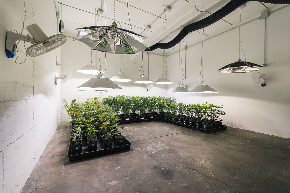 Marijuana plants in greenhouse with lamps