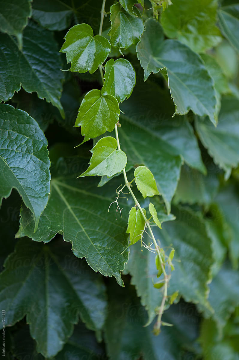 Young Boston Ivy Leaves with Older Larger Leaves