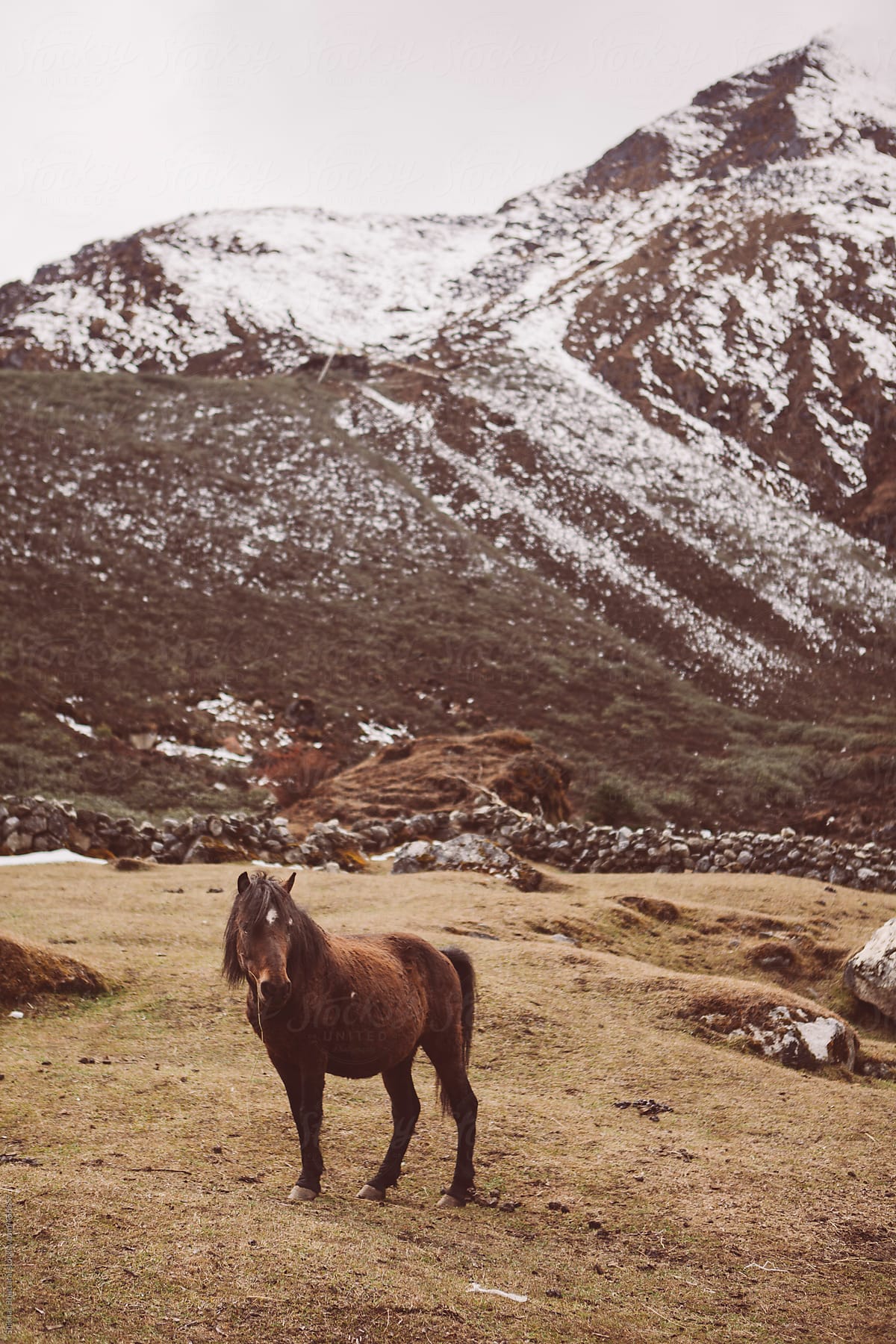 A brown horse on the mountains in the everest region.