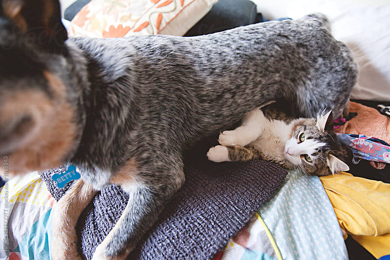 A young dog sits on a kitten on the clothes washing
