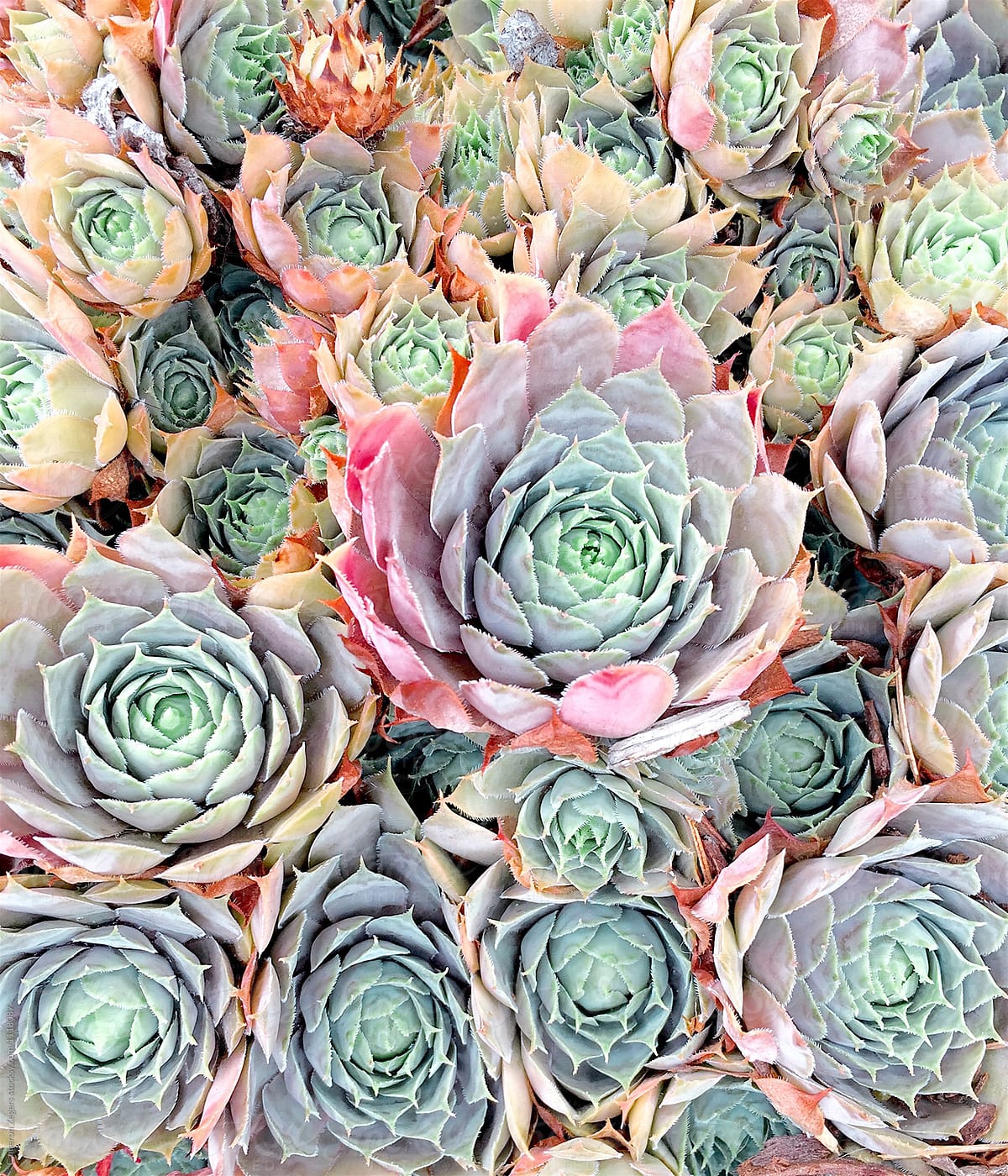 group of colorful pastel succulents