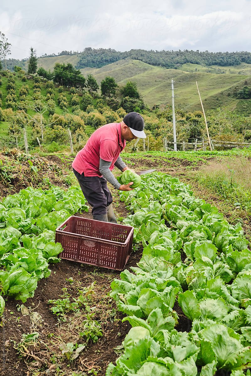 Farmer harvesting lettuce in a crop