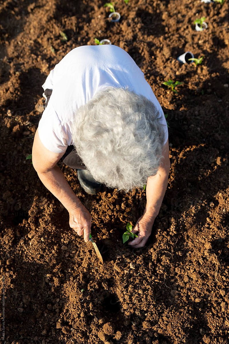 elderly woman planting in a garden