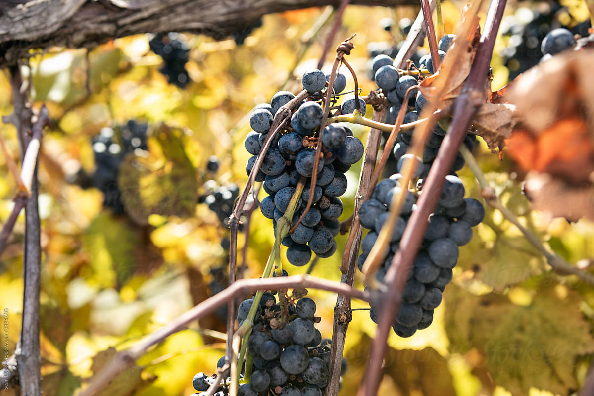 Vineyard Harvest Of Grapes On The Vine