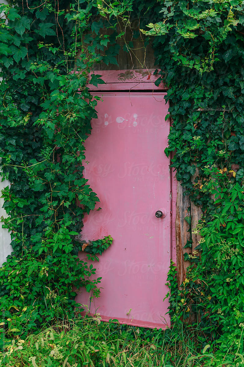 Painted pink old door and green vines.
