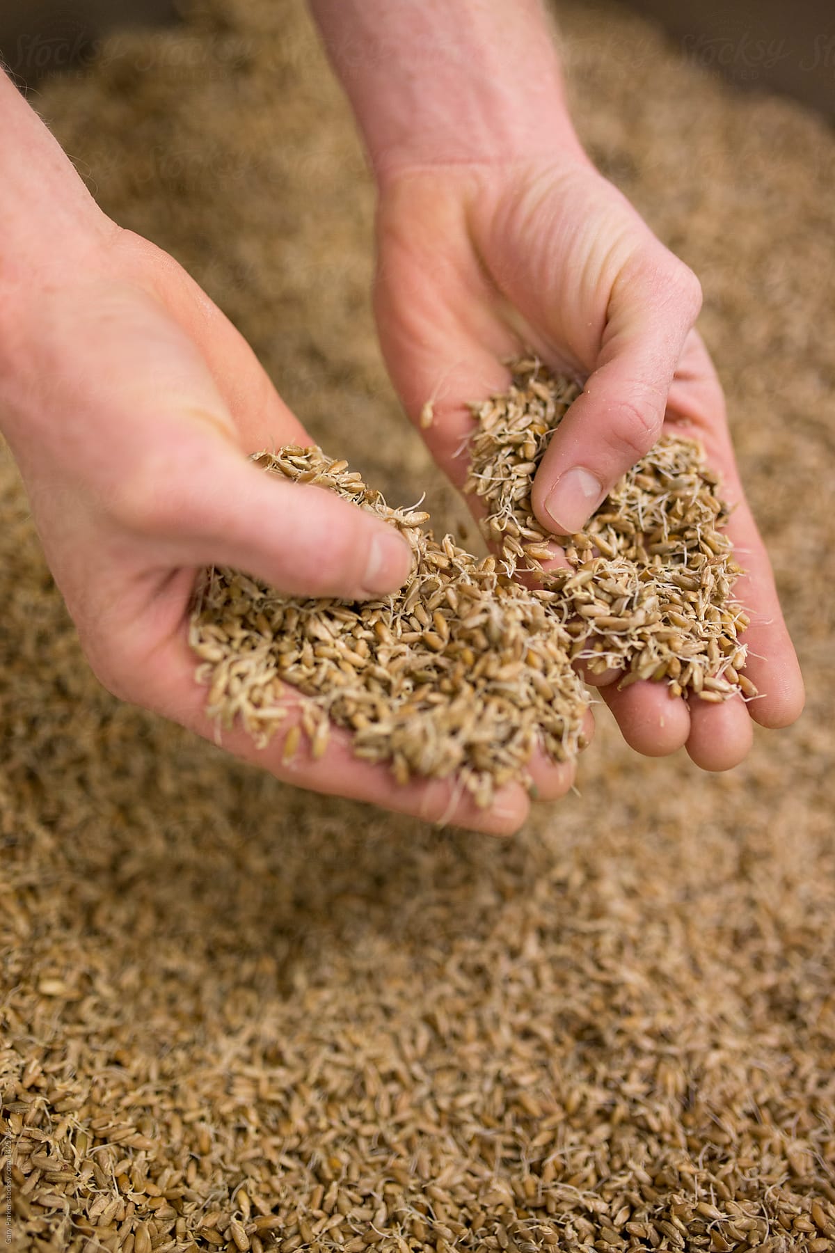 A man's hands holding sprouted grain