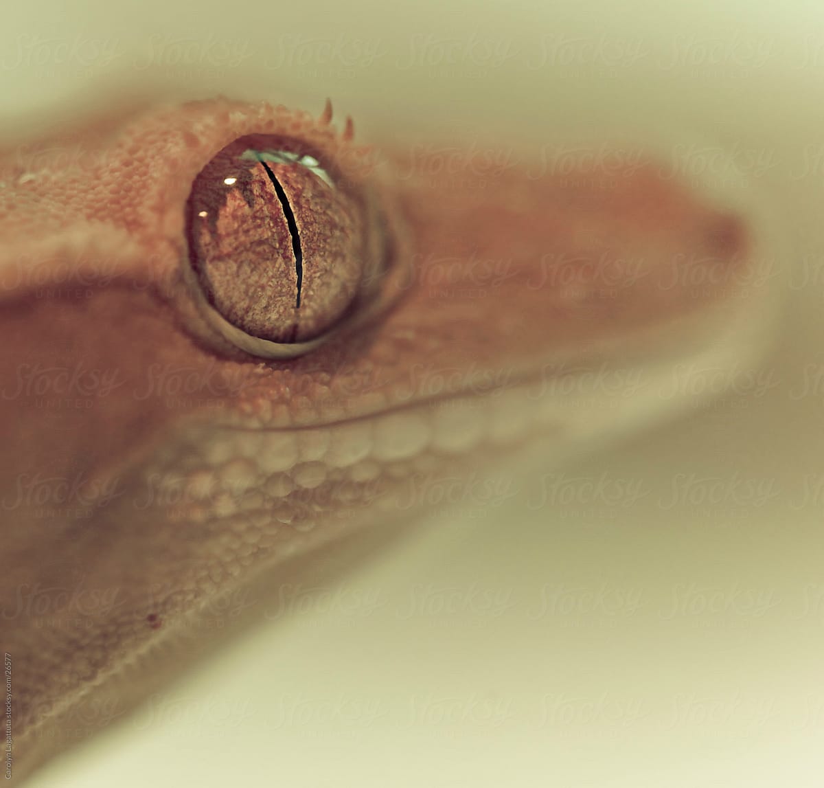 Macro gecko