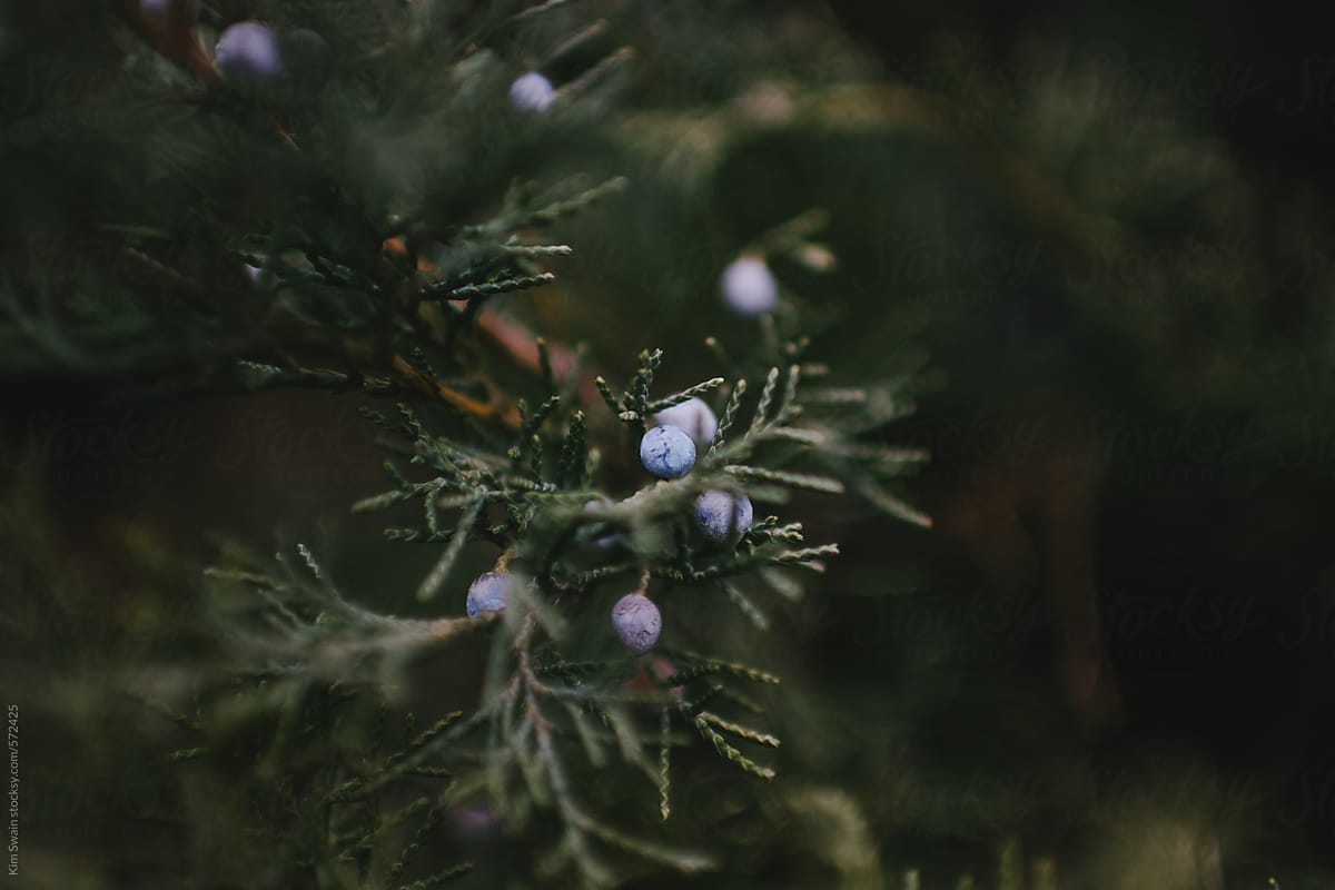 Evergreen bush with blue berry
