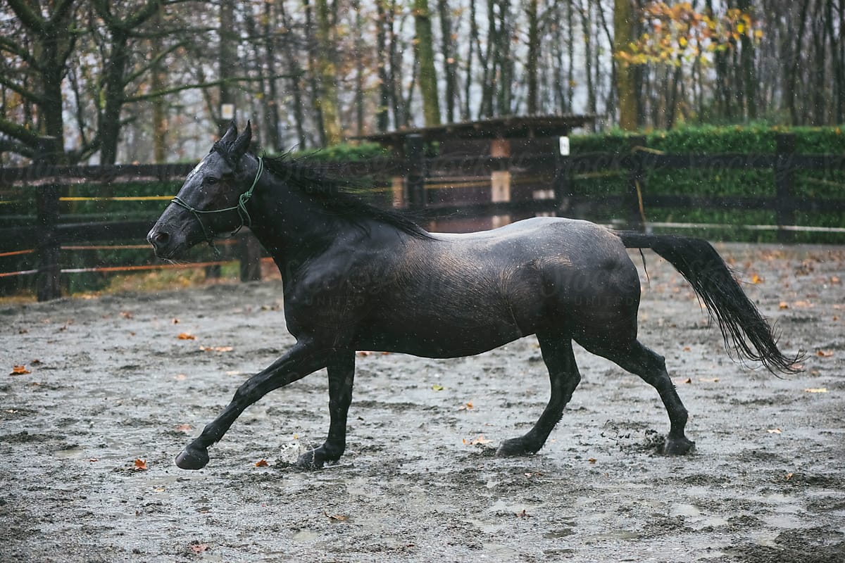 Black horse under the rain