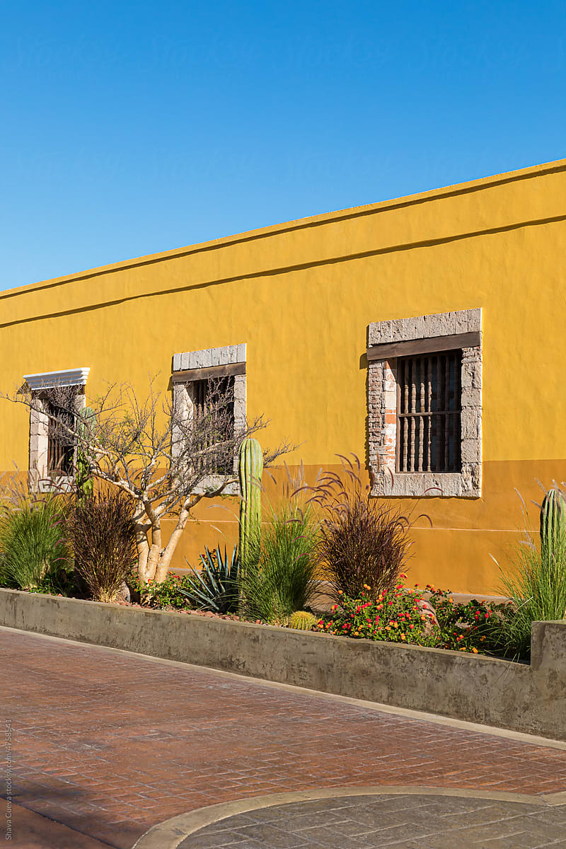 Windows on a diagonal yellow wall in front of desert plants