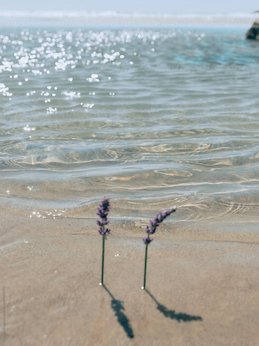 Stems of lavender flower in the sand on sparkling blue ocean water