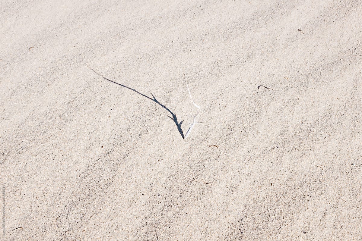 dry desert weeds in sand