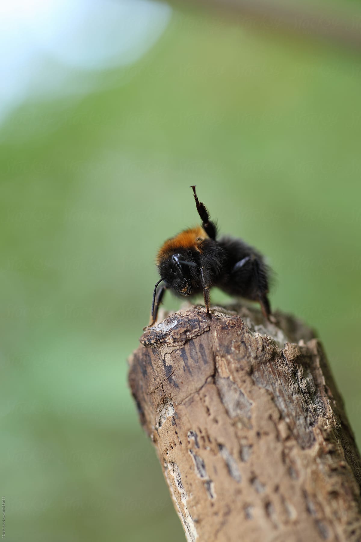 Bumblebee lifting up a leg in defense