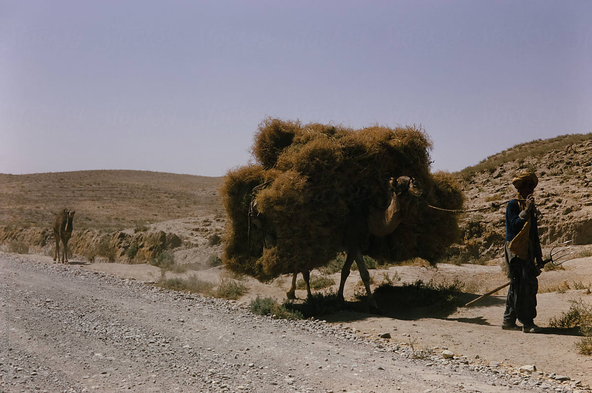 Anonymous Farmer With Cargo Camel in Afghanistan