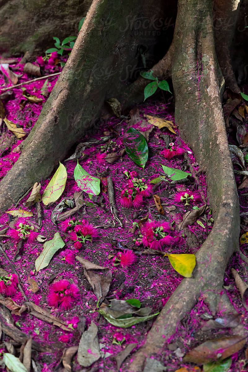 Ground with Purple blooms from Manzana de agua tree