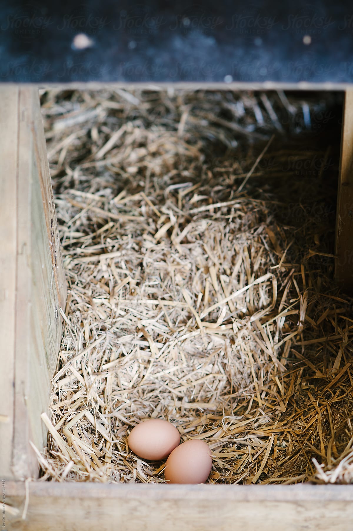 Freshly laid eggs on straw in a chicken coop