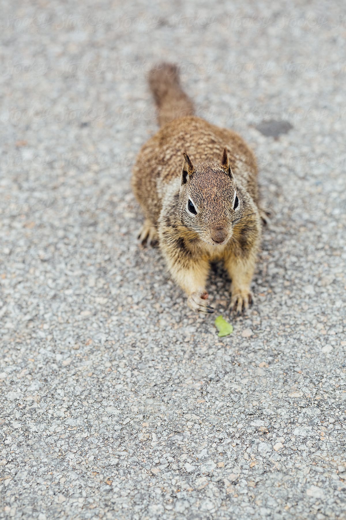 Squirrel on the road in search of food