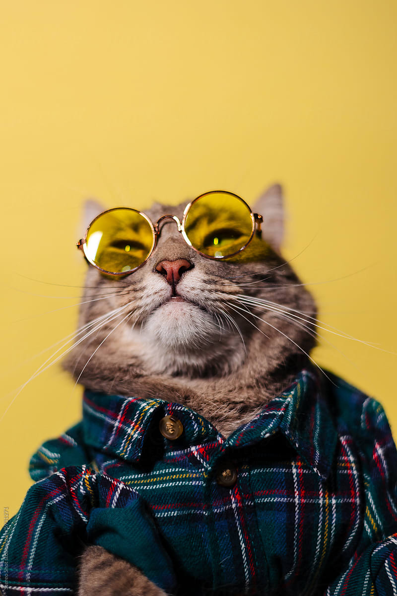 Portrait of charming cat in shirt and sunglasses against wall