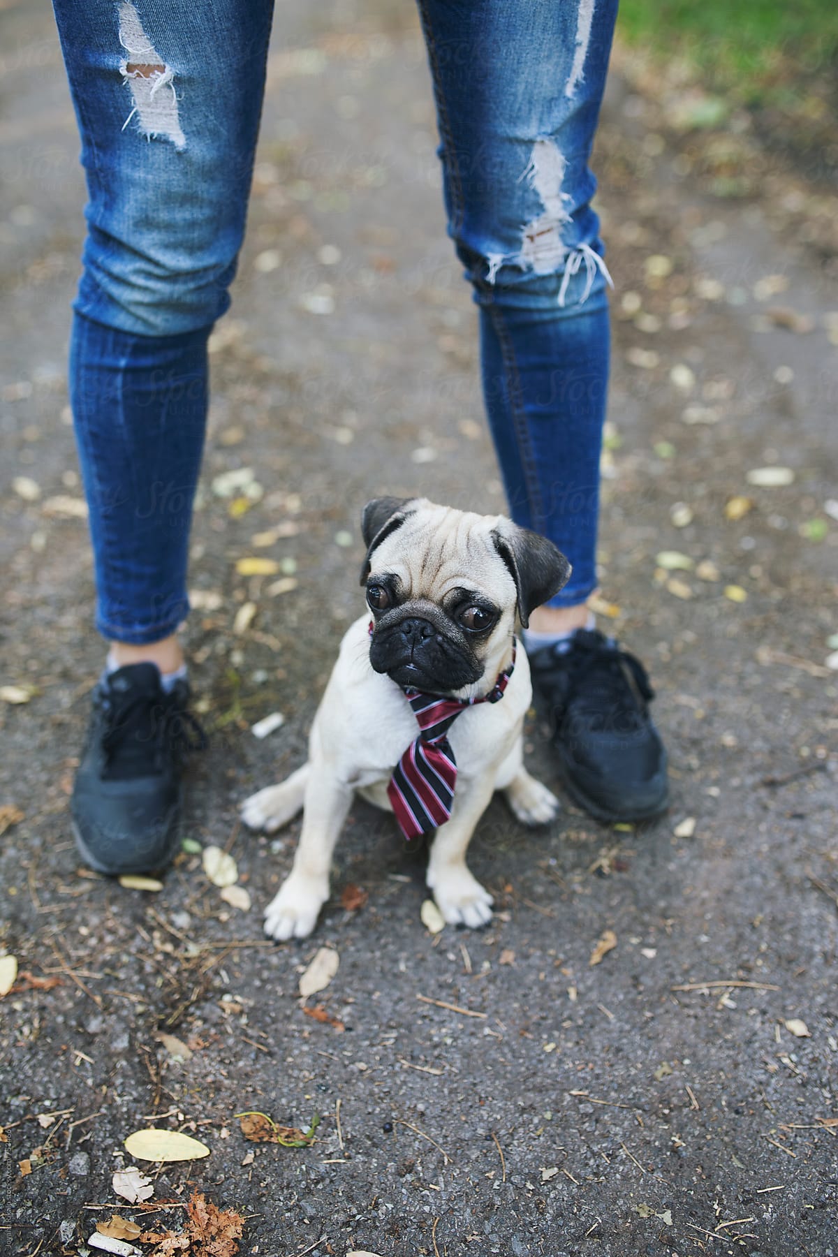 Fashionable pug dog wearing a tie