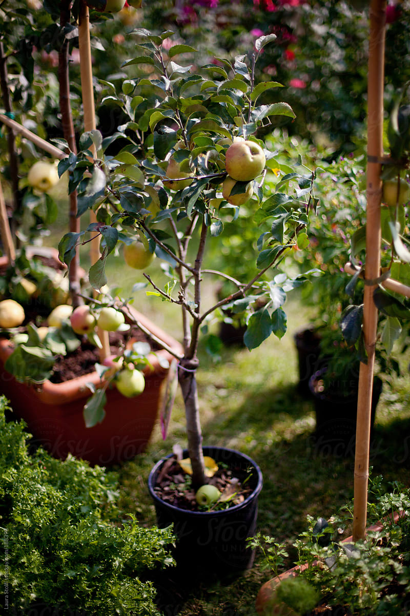 Baby apple plants in pots for sale