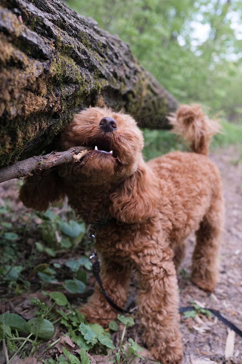 Small poodle puppy gnawing a stick
