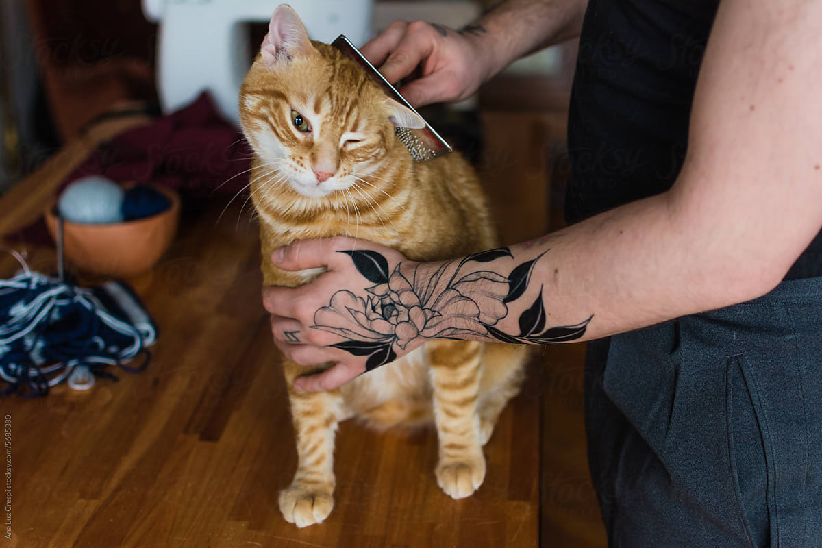 Pet care: man brushing cute ginger cat