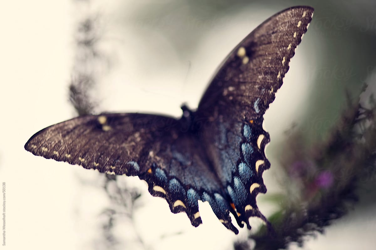 black swallowtail wings